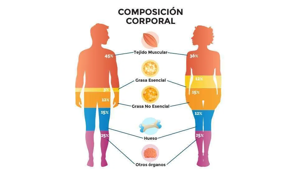 ¿qué Es La Composición Corporal Y Cómo Medirla Avss Institute 